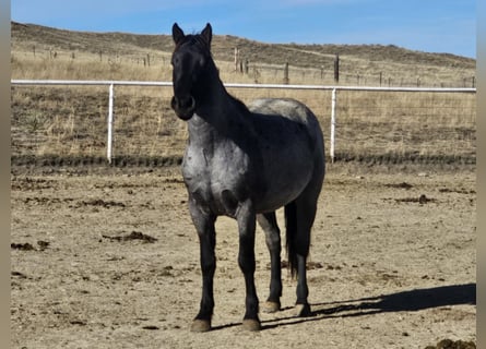 Mustang, Caballo castrado, 5 años, 144 cm, Ruano azulado