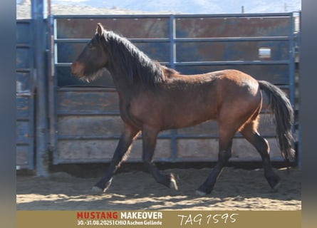 Mustang, Caballo castrado, 5 años, 150 cm, Castaño