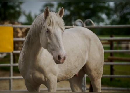 Mustang, Caballo castrado, 5 años, 150 cm, Cremello