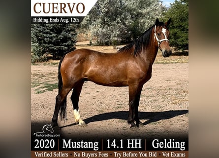 Mustang, Caballo castrado, 6 años, 145 cm, Castaño rojizo