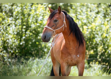 Mustang, Caballo castrado, 7 años, 147 cm, Castaño