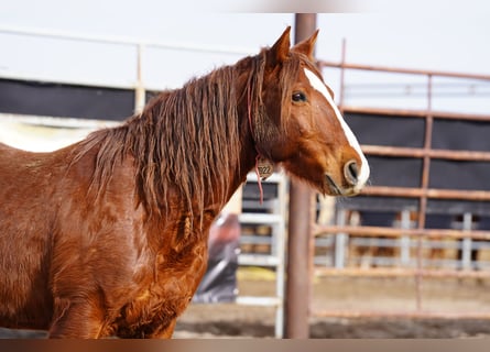 Mustang, Caballo castrado, 7 años, 152 cm, Alazán