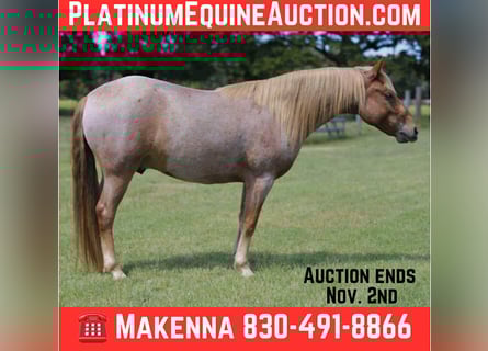 Mustang, Caballo castrado, 8 años, 137 cm, Ruano alazán