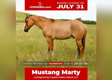 Mustang, Caballo castrado, 8 años, 140 cm, Red Dun/Cervuno