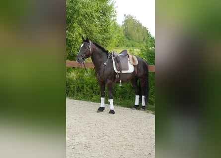 Mustang, Caballo castrado, 8 años, 148 cm, Negro