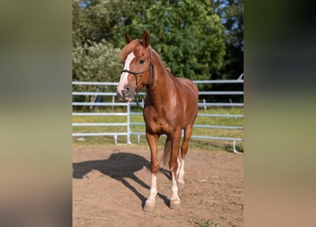 Mustang, Caballo castrado, 8 años, 150 cm, Alazán