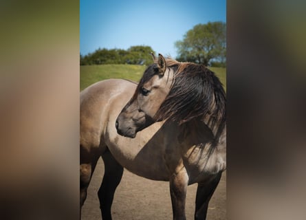 Mustang, Caballo castrado, 8 años, 160 cm, Grullo