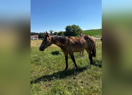Mustang (canadees), Hengst, 1 Jaar, 150 cm, Buckskin