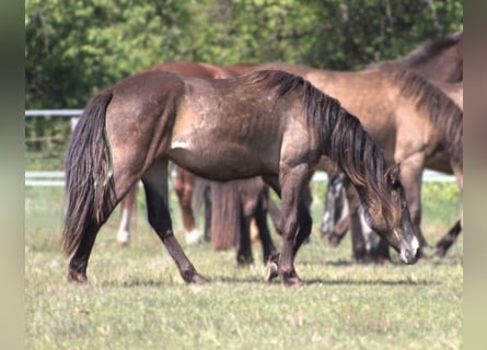 Mustang (canadees) Mix, Merrie, 2 Jaar, Buckskin
