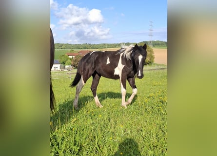 Mustang (canadese) Mix, Giumenta, 1 Anno, 160 cm, Tobiano-tutti i colori