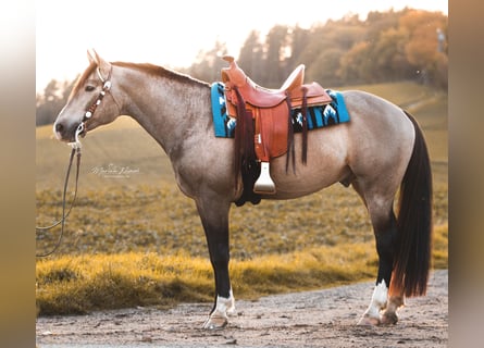 Mustang (canadese), Stallone, 9 Anni, 156 cm, Pelle di daino