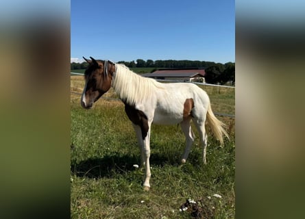 Mustang (canadian), Stallion, 1 year, 15 hh, Tobiano-all-colors
