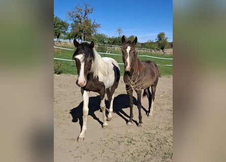 Mustang (canadian), Stallion, 1 year, 15 hh, Tobiano-all-colors