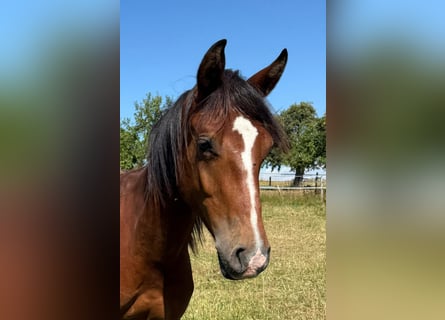 Mustang (canadien), Étalon, 1 Année, 154 cm, Bai