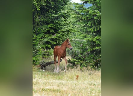Mustang (canadien), Étalon, Poulain (06/2026), 154 cm, Alezan brûlé