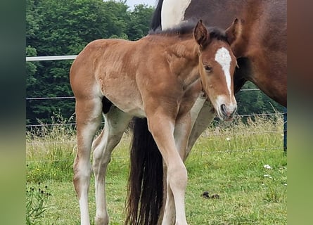 Mustang (canadien), Étalon, , 156 cm, Bai