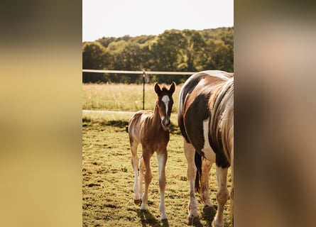 Mustang (canadien), Étalon, , 156 cm, Bai