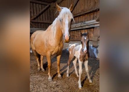 Mustang (canadien), Étalon, Poulain (01/2026), 157 cm, Buckskin