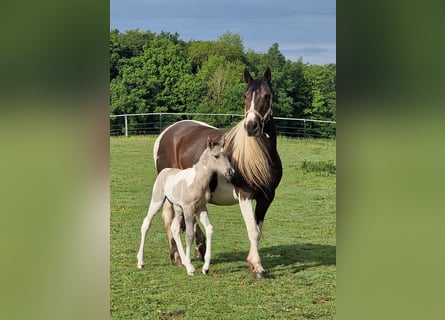 Mustang (canadien), Jument, Poulain (05/2026), 153 cm, Tobiano-toutes couleurs