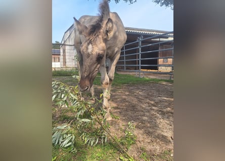 Mustang, Étalon, 1 Année, Grullo