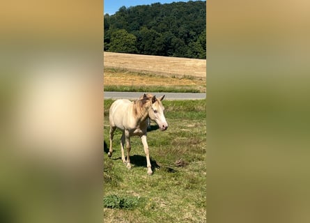 Mustang, Étalon, 2 Ans, 150 cm, Champagne