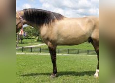Mustang, Étalon, 9 Ans, 152 cm, Tobiano-toutes couleurs