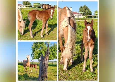 Mustang, Étalon, Poulain (05/2025), 152 cm