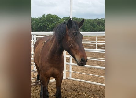 Mustang, Hongre, 2 Ans, 145 cm, Bai