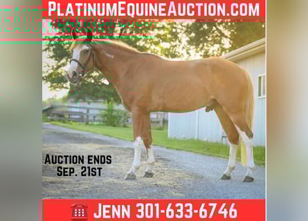 Mustang, Hongre, 5 Ans, Alezan cuivré