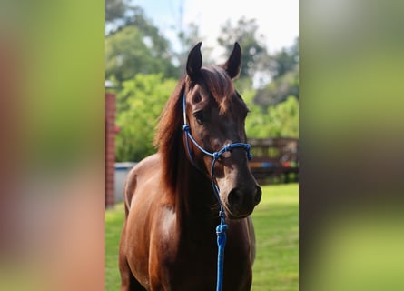 Mustang, Hongre, 6 Ans, 150 cm, Noir