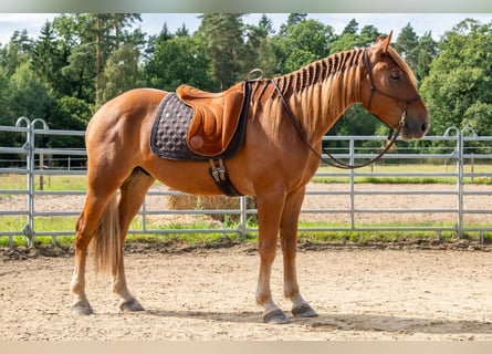 Mustang, Hongre, 7 Ans, 147 cm, Alezan