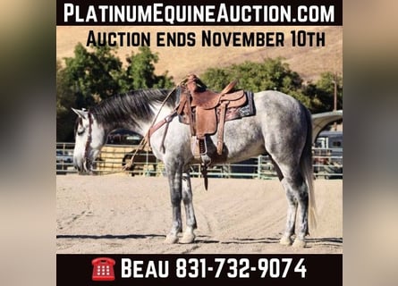 Mustang, Hongre, 7 Ans, 163 cm, Gris pommelé