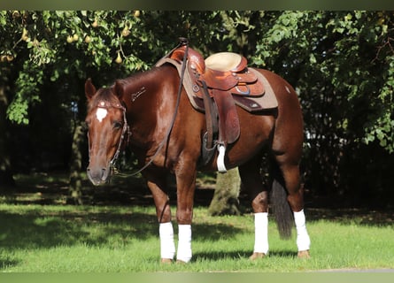 Mustang, Hongre, 8 Ans, 146 cm, Alezan brûlé