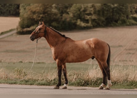 Mustang, Hongre, 8 Ans, 158 cm, Isabelle