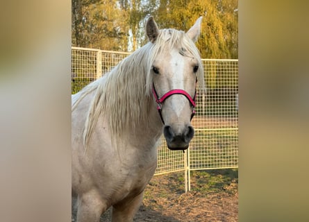 Mustang, Hongre, 9 Ans, 150 cm, Palomino