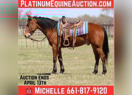 Mustang, Hongre, 9 Ans, 152 cm, Bai cerise