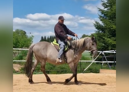Mustang, Jument, 12 Ans, 157 cm, Grullo