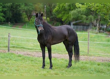 Mustang, Jument, 6 Ans, 153 cm, Bai brun