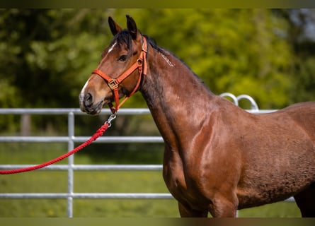 Mustang, Jument, 7 Ans, 155 cm, Bai