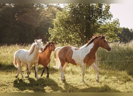 Mustang (kanadisch), Hengst, 3 Jahre, 154 cm, Schecke