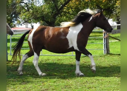 Mustang (kanadisch), Hengst, 3 Jahre, 155 cm