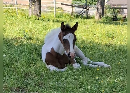 Mustang (kanadisch), Hengst, , 153 cm, Schecke