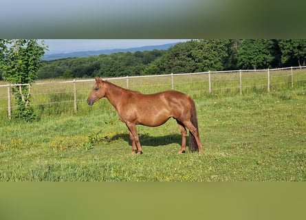 Mustang (kanadisch), Stute, 12 Jahre, 153 cm, Dunkelfuchs