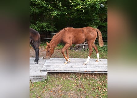 Mustang (kanadisch) Mix, Stute, 1 Jahr, 153 cm, Fuchs