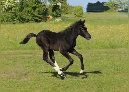 Mustang (kanadisch) Mix, Stute, , 148 cm, Rappschimmel