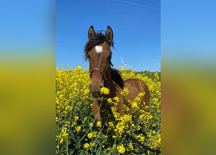 Mustang, Klacz, 1 Rok, 150 cm, Perłowa