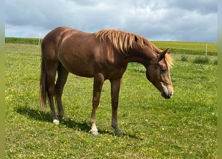 Mustang, Klacz, 2 lat, 150 cm, Ciemnokasztanowata