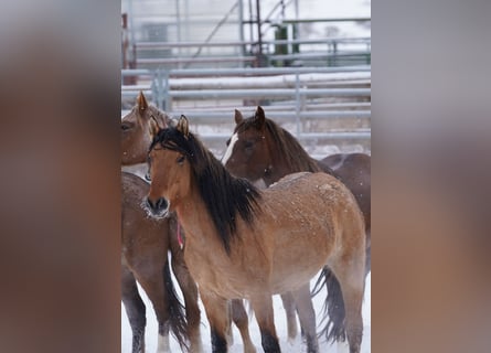Mustang, Klacz, 6 lat, 145 cm, Bułana