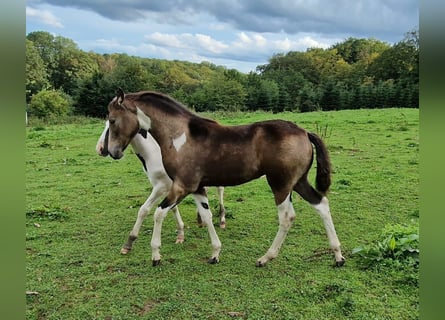 Mustang, Klacz, Źrebak (05/2023), 153 cm, Srokata