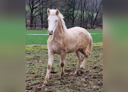 Mustang, Ogier, 1 Rok, 150 cm, Izabelowata